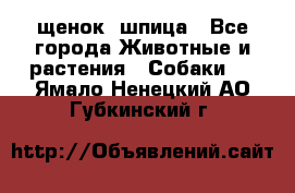 щенок  шпица - Все города Животные и растения » Собаки   . Ямало-Ненецкий АО,Губкинский г.